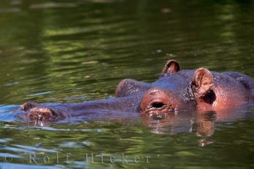 Photo: 
Submerged Hippopotamus Auckland Zoo New Zealand