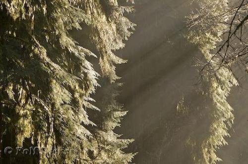 Photo: 
sun rays rainforest