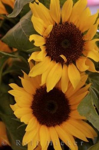 Photo: 
Sunflowers