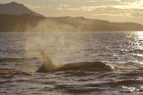 Photo: 
Sunrise Sunset Killer Whale Vancouver Island Canada
