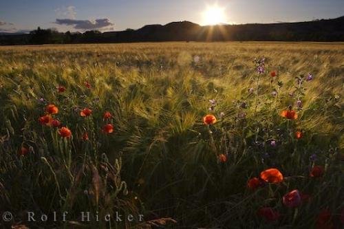 Photo: 
Sunset Wildflowers Huesca
