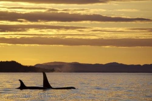 Photo: 
Surfacing Orca Northern Vancouver Island