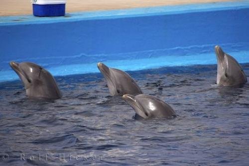 Photo: 
Trained Aquarium Bottlenose Dolphins Valencia Spain