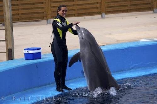 Photo: 
Valencia Oceanografic Dolphin Show Spain