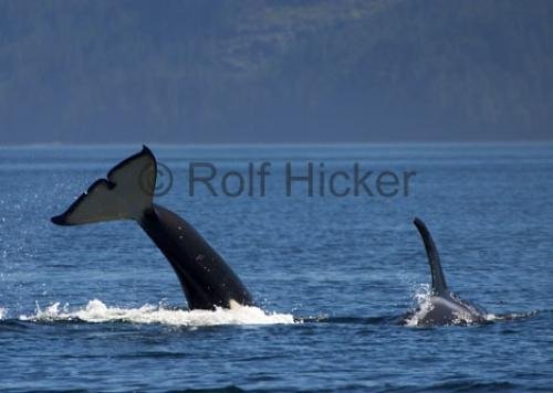 Photo: 
Whale Watching Telegraph Cove