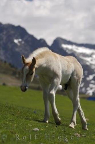 Photo: 
White Horse Pyrenees Mountains Catalonia Spain