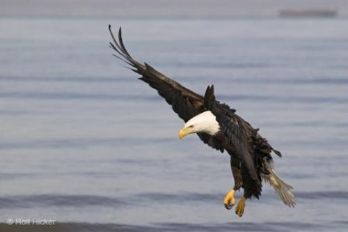 Photo: 
Wild Bald Eagle Bird Pictures
