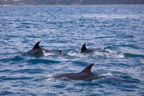 Photo: 
Wild Coastal Bottlenose Dolphins Bay Of Islands NZ