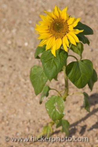 Photo: 
Wild Sunflower Picture