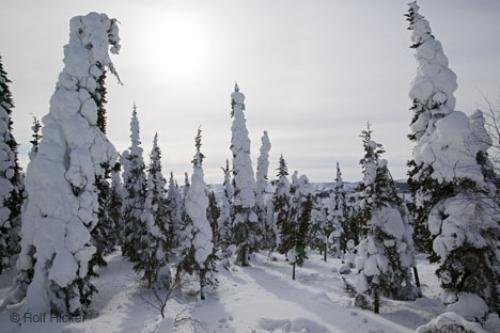 Photo: 
Winter Trees