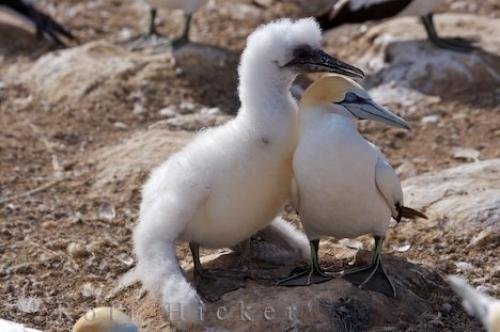 Photo: 
Young Australasian Gannet Cape Kidnappers Hawkes Bay New Zealand