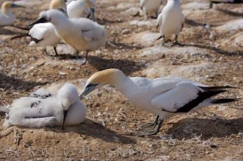Photo: 
Young Gannet Cape Kidnappers New Zealand