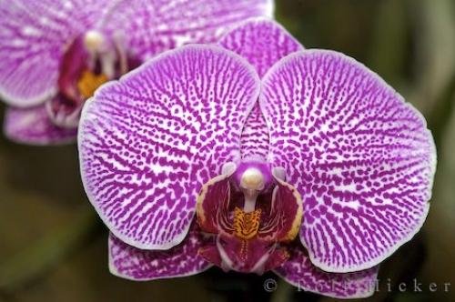 Photo: 
Young Orchids