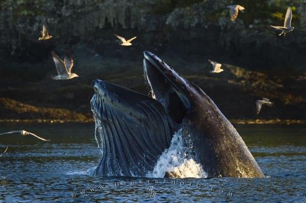 Humpback Whale Bubble Net Feeding