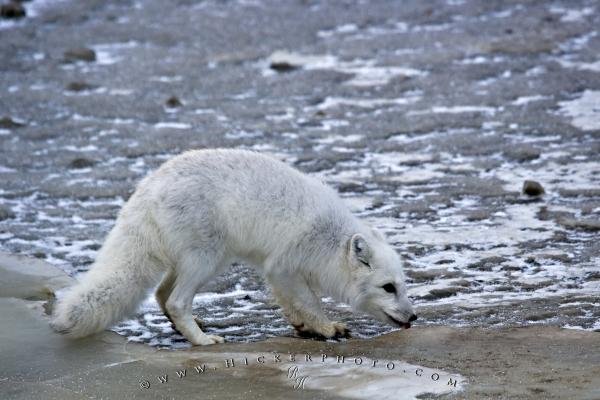Photo: 
Arctic Fox Animal Picture