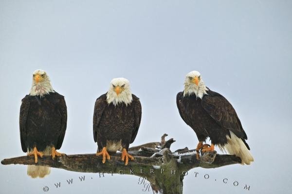 Photo: 
Three Resting Bald Eagles Snowing