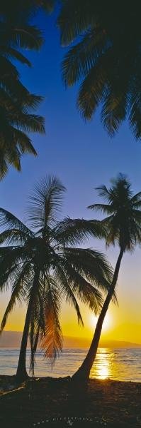 Photo: 
Panorama Palm Tree Beach Sunset Dominican Republic