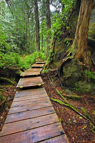Photo: 
Boardwalk Rainforest Nature Trail Picture