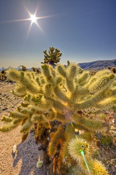 Photo: 
Jumping Cholla Cactus Desert Sun