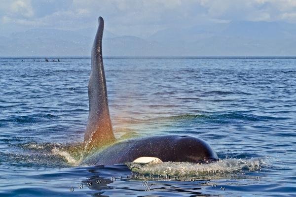 Photo: 
Whale Watching Vancouver Island