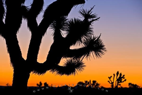 Photo: 
Joshua Tree Desert Landscape Sunset