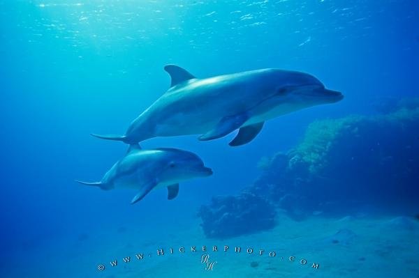 Photo: 
Underwater Bottlenose Dolphin Baby Mother Photo
