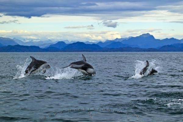 Photo: 
ocean life animals