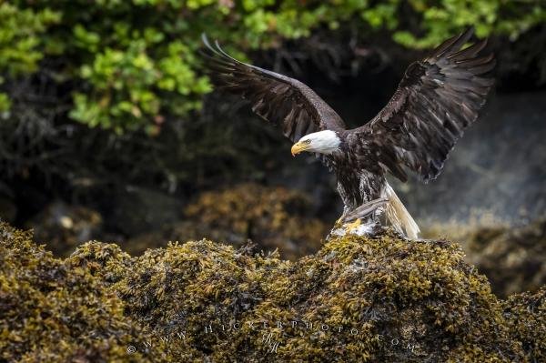Bald Eagle Eating Seagull