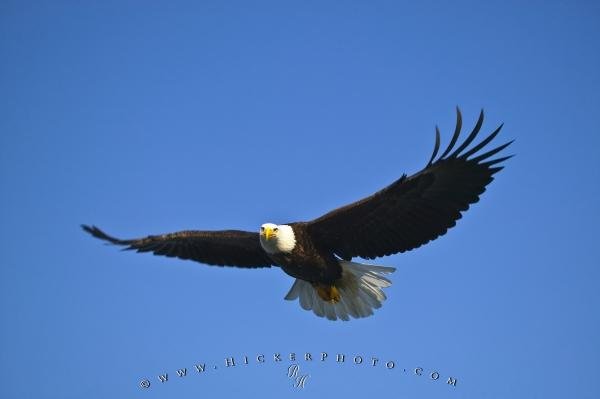 Photo: 
Flying Eagle Blue Sky