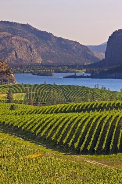 Photo: 
Grapevines Vaseux Lake British Columbia Canada