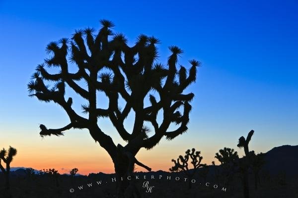 Photo: 
Joshua Tree Silhouette Twilight