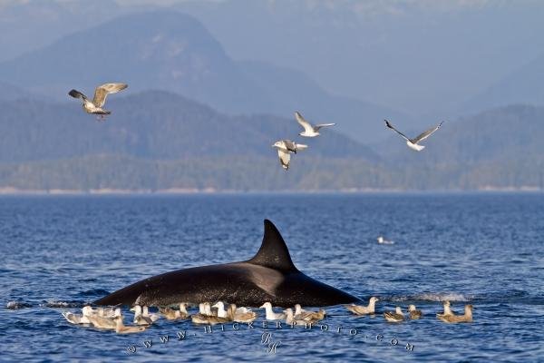 Photo: 
Transient Killer Whale And Seagulls After Kill