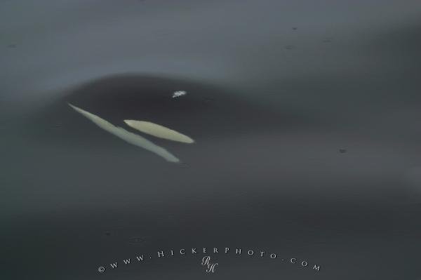 Photo: 
orca breaking surface