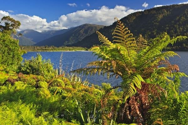 Photo: 
Tree Fern Lake Moeraki Glacier Highway New Zealand