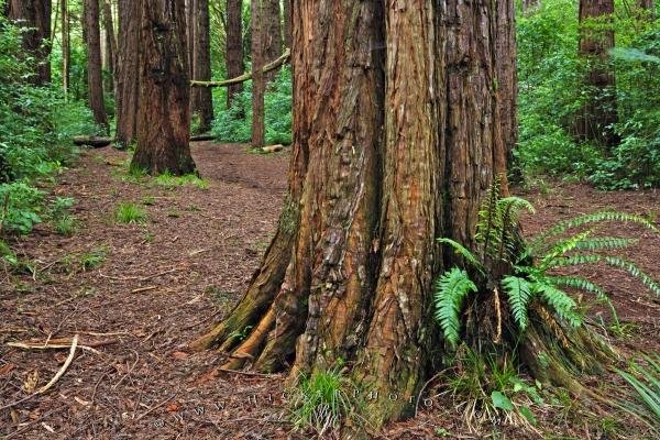 Photo: 
Lucys Gully Redwood Trees Egmont National Park NZ