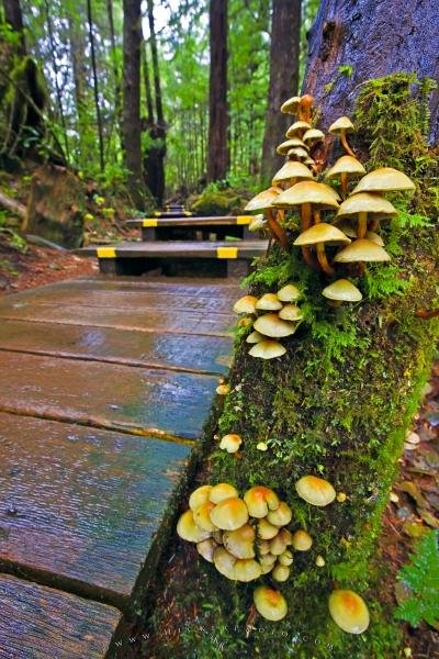 Photo: 
Mushroom And Moss Growth Rainforest Maquinna Marine Provincial Park