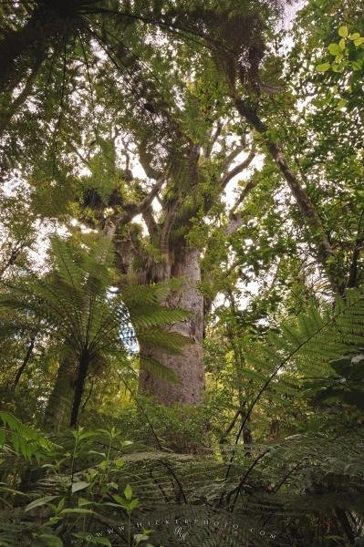Photo: 
New Zealand Nature Kauri Forest