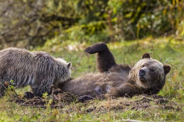 Photo: 
Coastal Grizzly Bear Nursing