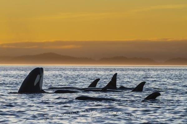 Photo: 
Peaceful Orca Resting line