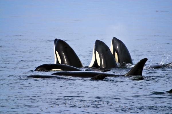 Photo: 
Family Group Orcas Killer Whales Spy Hopping