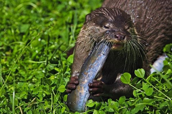 Photo: 
Oriental Small Clawed Otter
