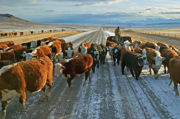 Photo: 
Cattle Drives