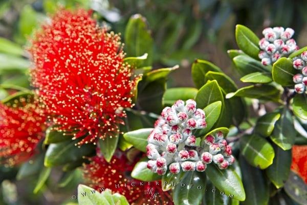 Photo: 
Pohutukawa Tree Flowering Picture