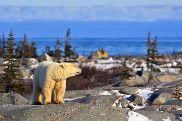 Photo: 
Polar Bear Environment Churchill Manitoba