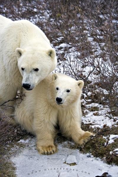 Photo: 
Polar Bear Family Picture Churchill Manitoba