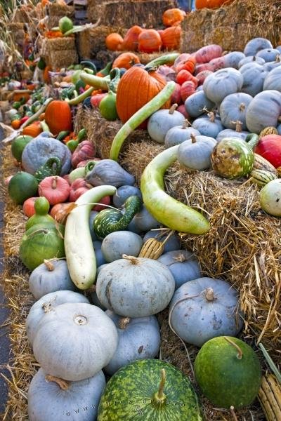 Photo: 
Pumpkins Squashes Marrows Vegetable Fall Season Display