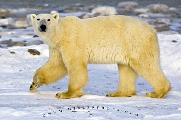 Photo: 
Sea Bear Ursus Maritimus Hudson Bay Churchill Manitoba