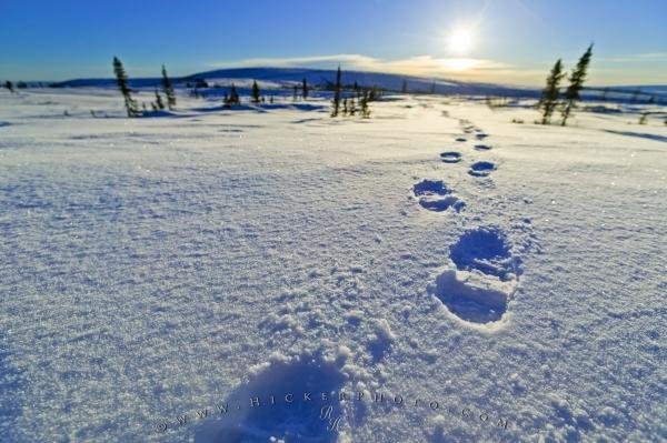 Photo: 
Snow Footprints
