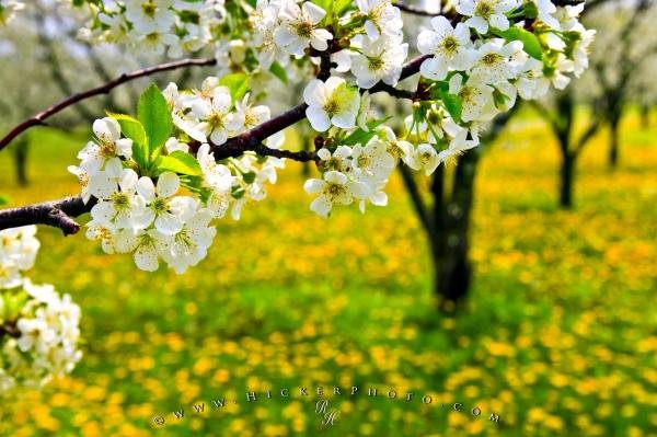 Photo: 
Spring Flowering Tree