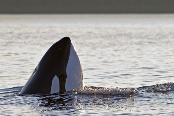 Photo: 
Spyhopping Transient Killer Whale